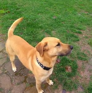 Meet your Posher, Pat charles